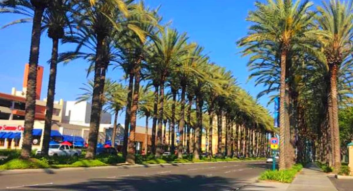 ビポシュテルズ アナハイム パームス